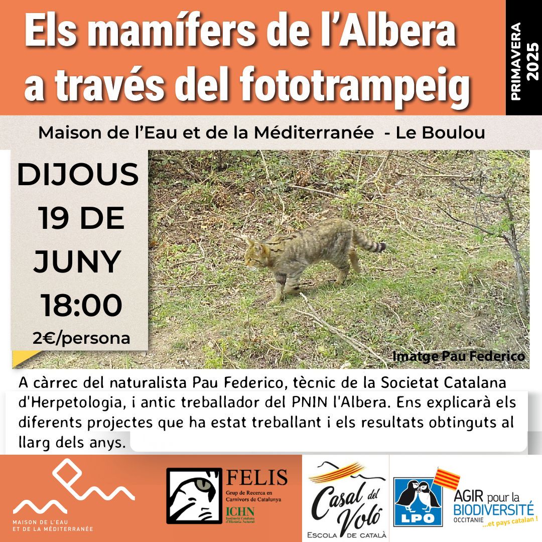 Mamífers de l'Albera a travès del fototrampeig
